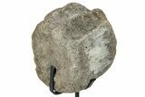 Fossil Hadrosaur Caudal Vertebra w/ Metal Stand - Texas #250261-2